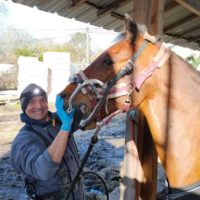 Stéphane Tournier dentiste équin