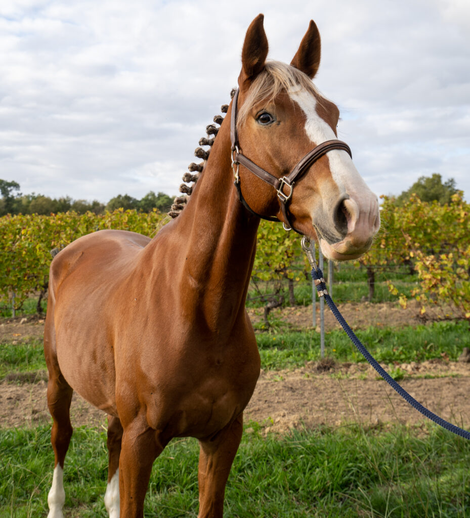 service-3 A7397441 929x1024