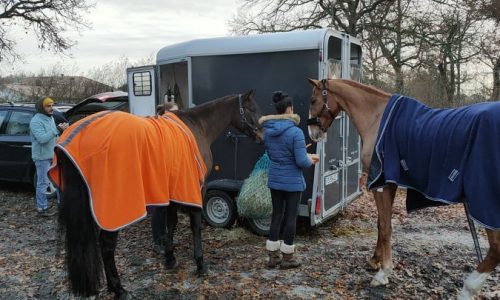 Les écuries Robin Verlhac 264942671 1121508998655610 406333455595819069 n ptw2rxafren0vlfdeo38nhgukz9n3oy1wgmcjves3c