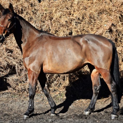 kitty 1 p1msioyo4srys5gga4rm35mzum0w2eeer79d6h41ag