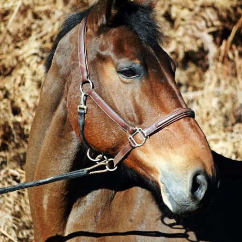 kitty portrait p1msipwibmt93rf34n68nnegfzw9a3i53bwunr2n48