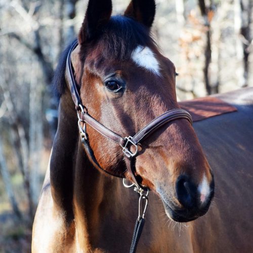 Gatsby Cheval a vendre