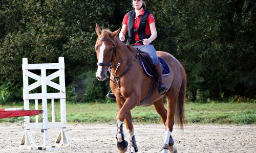 Travail du cheval sur la plat
