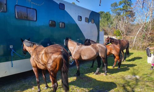 Transport de chevaux par camion PL