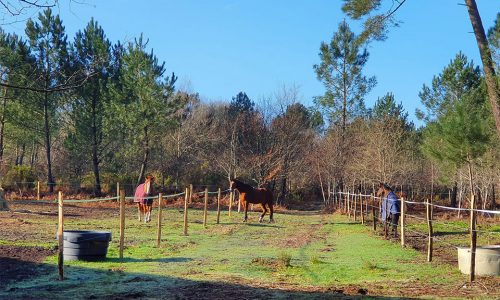 Pension pré sans abri pour chevaux et poney