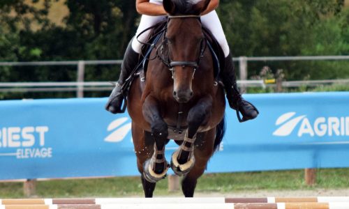 Chevaux à vendre CSO