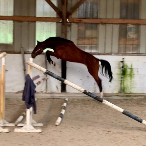 Cheval a vendre - Gatsby